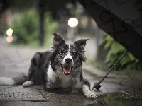 Chodnik, Pies, Border collie, Parasol