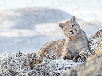 Rośliny, Puma, Oszronione, Śnieg