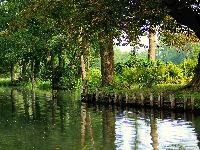 Krzewy, Rzeka, Drzewa, Paprocie