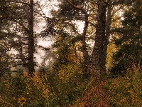 Jesień, Las, Drzewa, Trawy