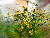 Rudbekia, Kwiaty, Grafika