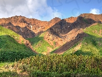 Góry Alaska, Stan Alaska, Drzewa, Stany Zjednoczone, Park Narodowy Denali, Kordyliery