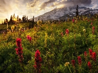 Park Narodowy Mount Rainier, Stratowulkan Mount Rainier, Góry, Kwiaty, Wschód słońca, Stany Zjednoczone, Łąka, Stan Waszyngton, Alpinia purpurowa