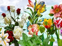 Tulipany, Grafika, Kwiaty, Róże, Lilie