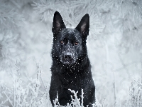 Zima, Pies, Owczarek niemiecki, Śnieg