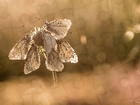 Motyle, Niestrzępy głogowce