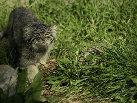 Trawa, Manul, Kamienie