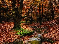 Kraj Basków, Las, Strumyk, Jesień, Hiszpania, Park Narodowy Gorbea, Drzewa