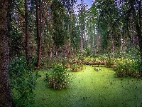 Las, Drzewa, Staw