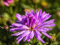 Krople, Aster marcinek, Kwiat, Światło