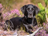 Labrador retriever, Pies, Czarny, Wrzosy