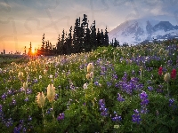 Park Narodowy Mount Rainier, Zjednoczone, Kwiaty, Wschód słońca, Góry, Łąka, Stany, Stratowulkan Mount Rainier, Drzewa