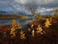 Drzewa, Kołyma, Rosja, Góry, Jesień, Jezioro Jack London, Obwód magadański