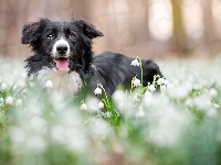 Łąka, Border collie, Śnieżyce, Pies, Mordka, Kwiaty