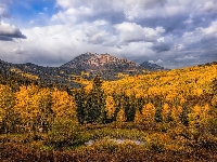 Góry East Beckwith Mountain, Stany Zjednoczone, Hrabstwo Gunnison, Drzewa, Chmury, Jesień, Niebo, Stan Kolorado