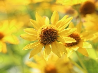 Żółty, Słoneczniczek, Kwiat