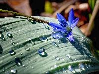Cebulica, Niebieski, Deszcz, Liść, Kwiatek, Krople
