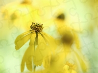 Kwiat, Rudbekia naga, Żółty, Zbliżenie