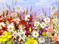Lilie, Grafika, Kwiaty, Kolorowe, Margerytki