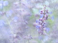 Niebieski, Kocimiętka, Kwiat