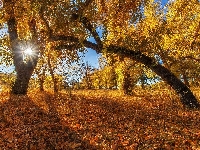Drzewo, Liście, Jesień, Drzewa, Pochylone, Promienie słońca