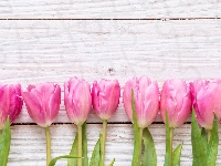 Tulipany, Różowe, Kwiaty, Deski