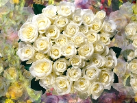 Białe, Grafika, Kwiaty, Róże, Bukiet