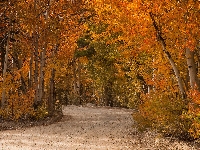 Drzewa, Droga, Jesień, Las, Topole osikowe