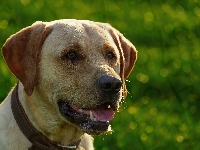 Labrador retriever, Pies, Obroża