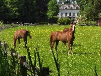 Łąka, Konie, Dom