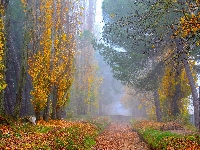 Poranek, Drzewa, Jesień,  Droga, Topole, Mgła