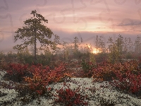 Drzewa, Kołyma, Rosja, Mgła, Jesień, Wschód słońca, Obwód magadański