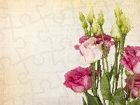 Eustoma, Kwiaty, Krople