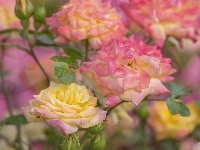 Różowo-żółte, Róże