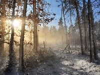 Wschód słońca, Śnieg, Las, Drzewa, Mgła