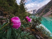 Jezioro Lower Shavlinsky, Piwonie, Rosja, Góry Ałtaj, Kwiaty