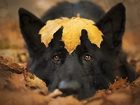 Czarny owczarek niemiecki, Pies, Liść