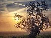 Drzewo, Wschód słońca, Mgła