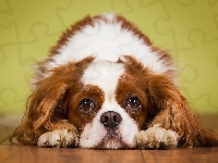 Pies, King Charles Spaniel