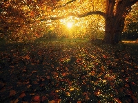 Jesień, Promienie słońca, Park, Drzewa, Liście