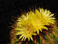 Żółte, Kwitnący, Kaktus, Kwiaty