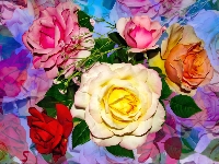 Róże, Kolorowe, Kwiaty, Grafika