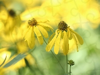 Żółte, Rudbekia naga, Dwa, Kwiaty