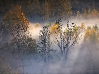 Mgła, Jesienne, Drzewa, Jesień