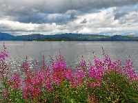 Niebo, Jezioro, Kwiaty