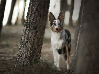 Border collie, Pies, Drzewa