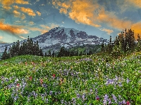 Drzewa, Góry, Stan Waszyngton, Stratowulkan Mount Rainier, Stany Zjednoczone, Kwiaty, Łubin, Park Narodowy Mount Rainier, Łąka, Chmury