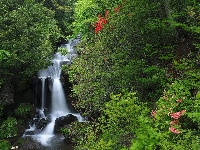 Drzewa, Wyspa Honsiu, Japonia, Kaskady, Las, Wodospad Ryuzu Falls, Park Narodowy Nikko