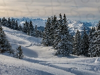 Góry, Szwajcaria, Hoch-Ybrig, Zaśnieżone, Świerki, Zima, Drzewa, Kanton Schwyz