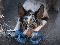 Border collie, Smycz, Leżący, Pies, Mordka